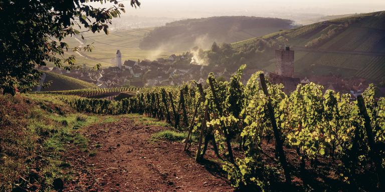 48-wineck-2-2