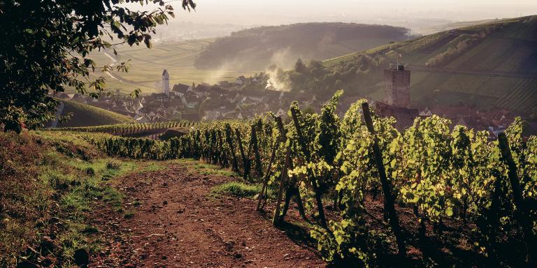 48-wineck-2
