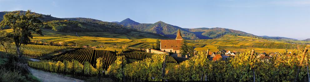 AOC Alsace
