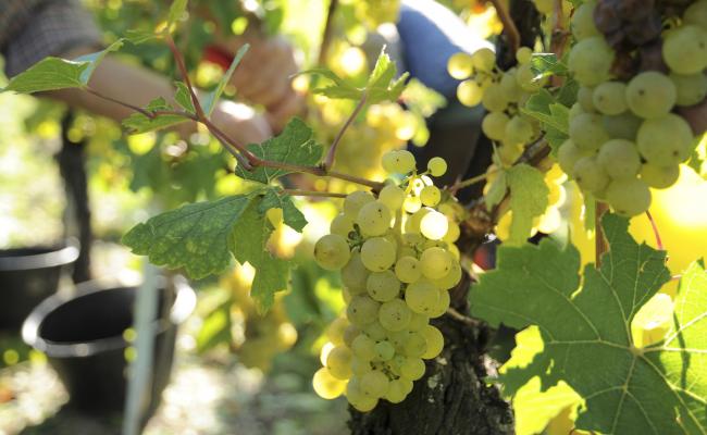 Ripening