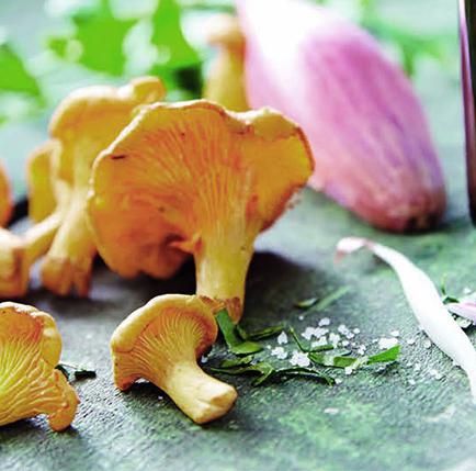 Girolle mushroom