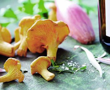 Girolle mushroom