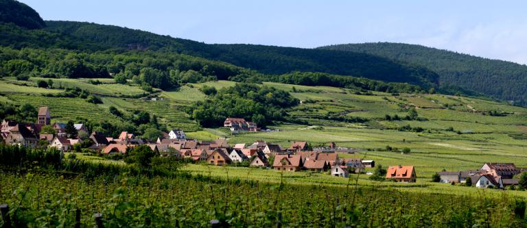Goldert-1