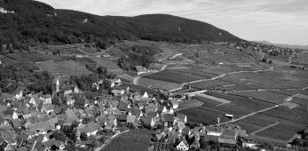 Goldert