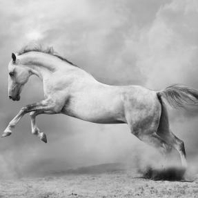 Hengst