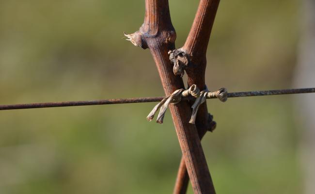 Bow training and tying