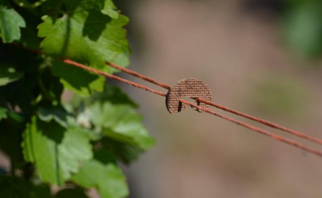 Trellising, trimming, thinning