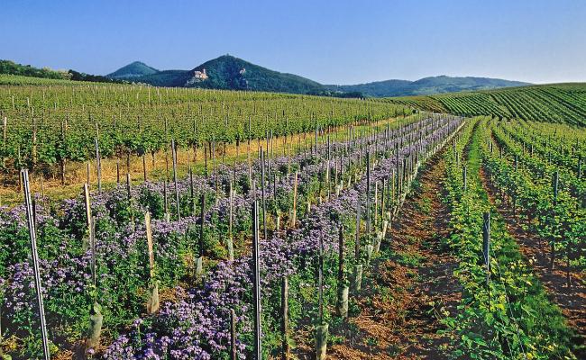 Planting of young vines