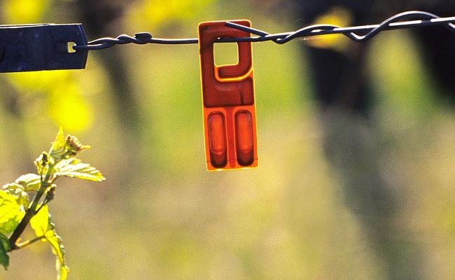 Vineyard protection