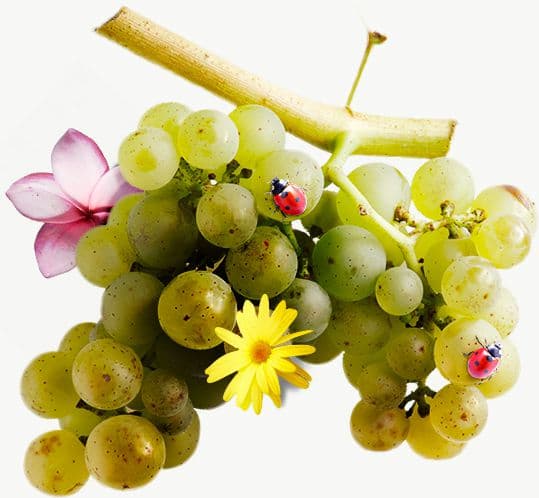 Respectful viticulture