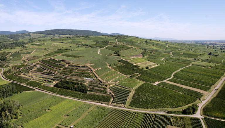 Vorbourg-zvardon-conseilvinsalsace - copie