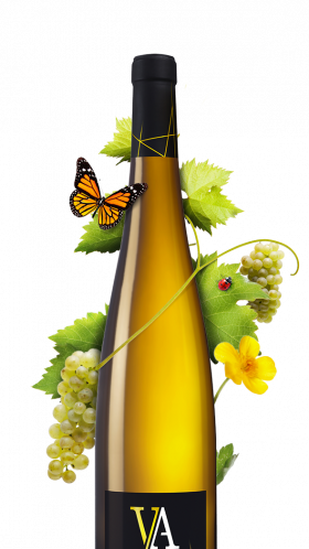 bouteille gentil d'alsace