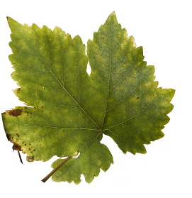 Muscat feuille@2x