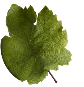 Riesling feuille@2x