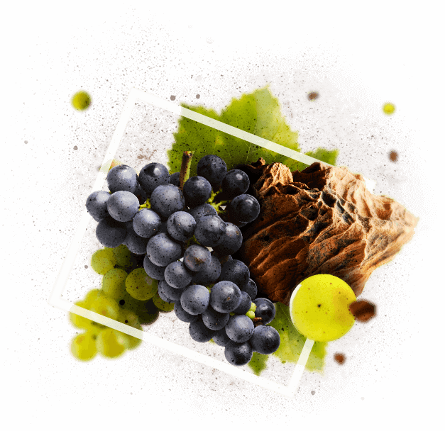 Terroir genius