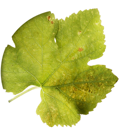 Sylvaner feuille@2x